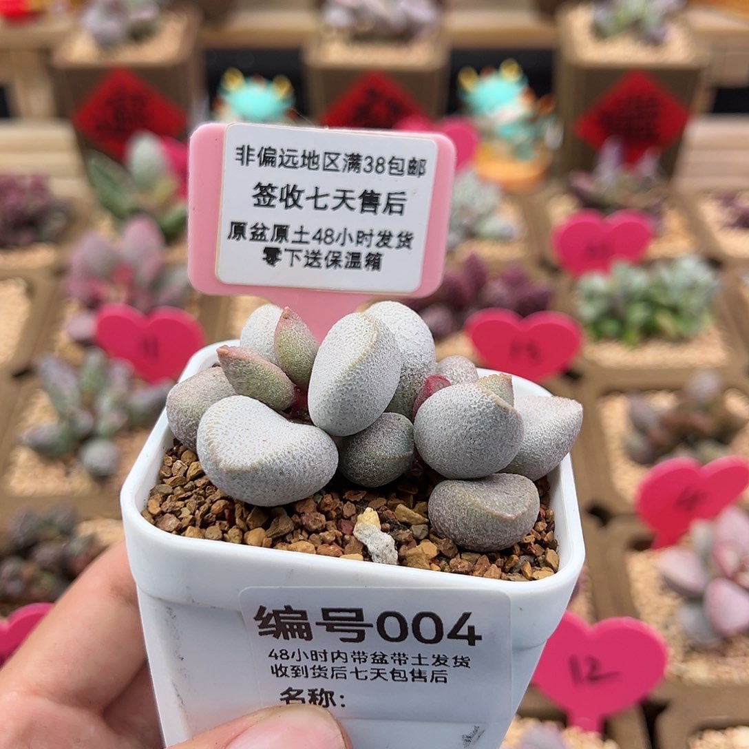 004甜心水泡多肉植物