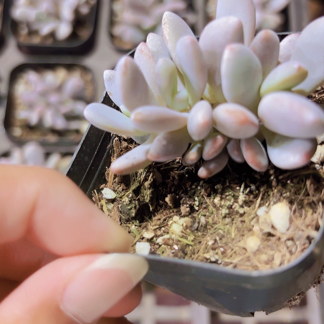 精品粉兔多肉植物