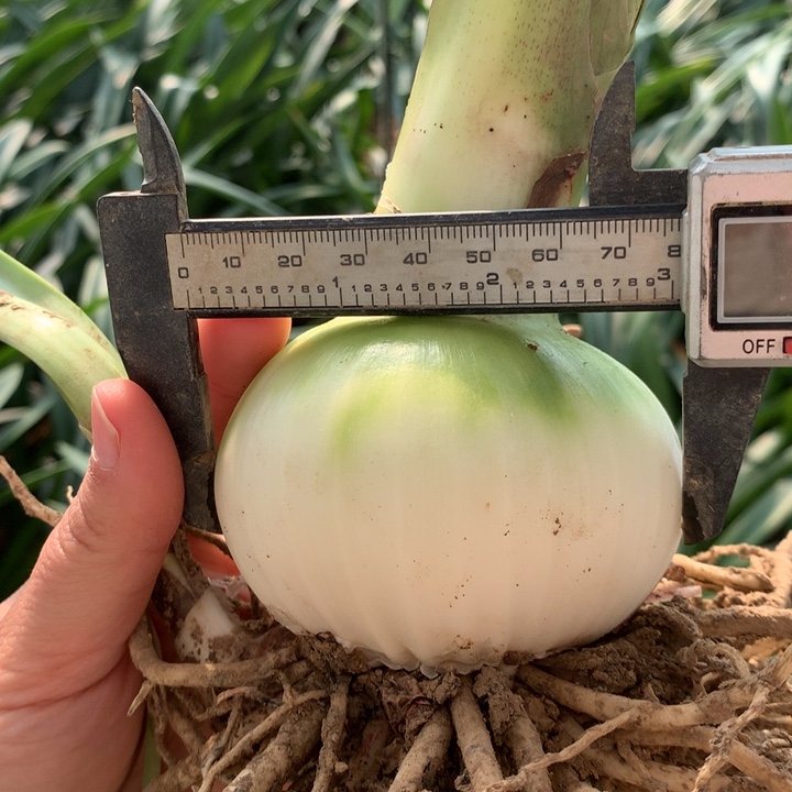 无花朵安吉拉7cm+