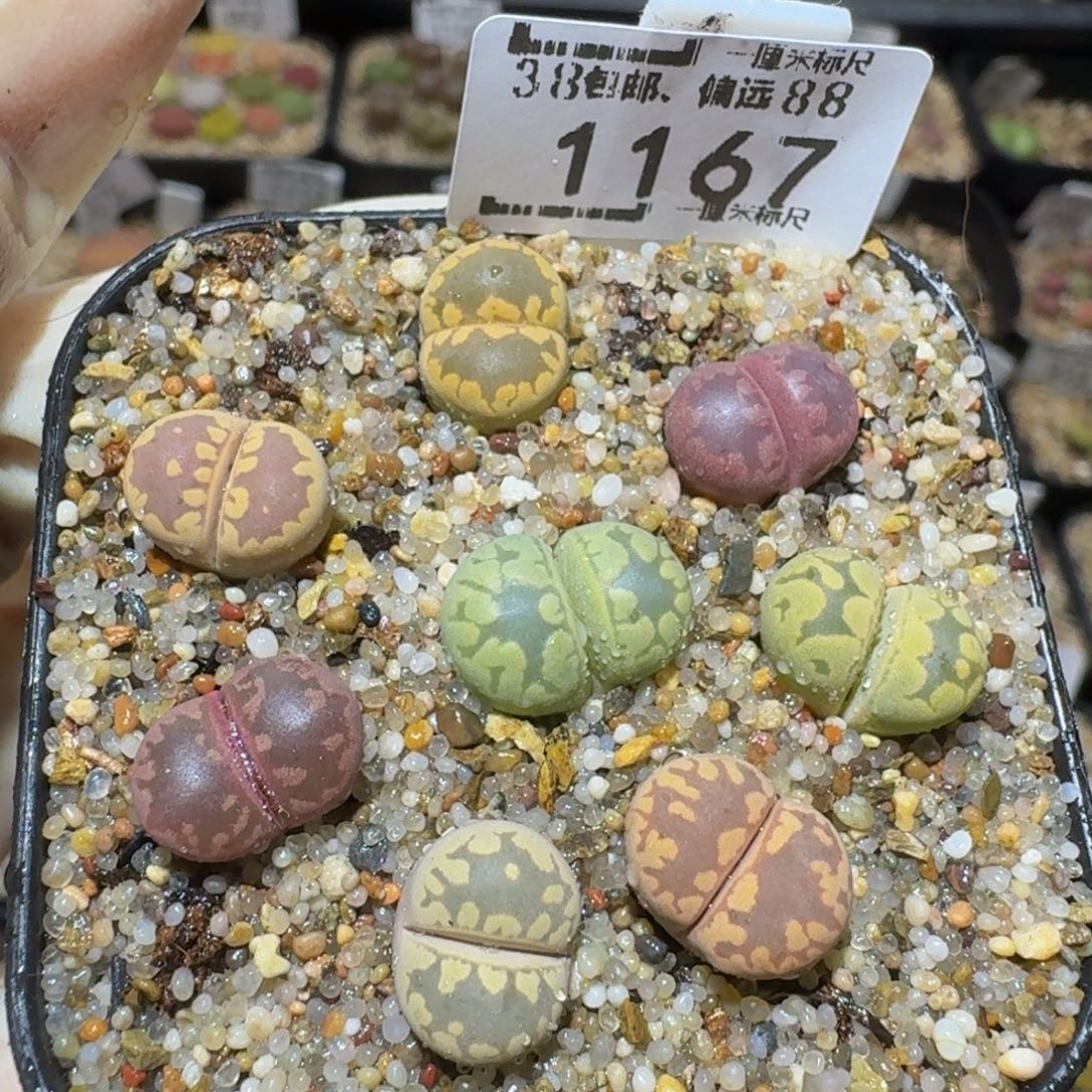 Ssss精品生石花1167