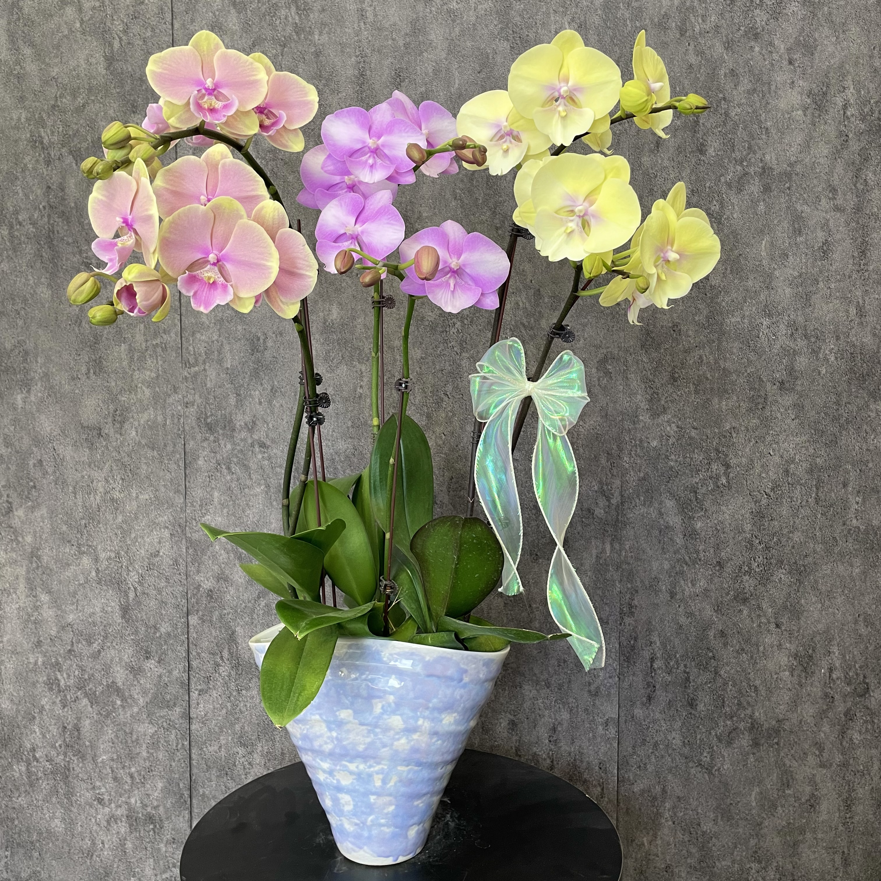 【多巴胺色系-蝴蝶兰】轻奢风 法式风 奶油鲜花送礼装饰 室内观赏花