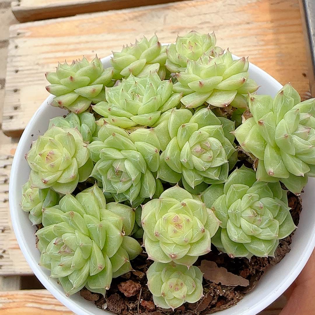 【闪购商品】0713-110钻石纹糖心优选麦杆