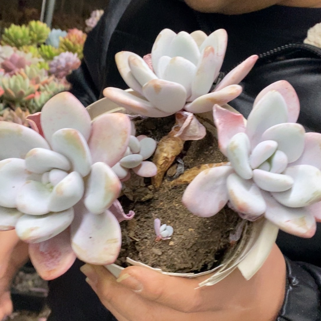 粉兔三头起发老桩，160杯