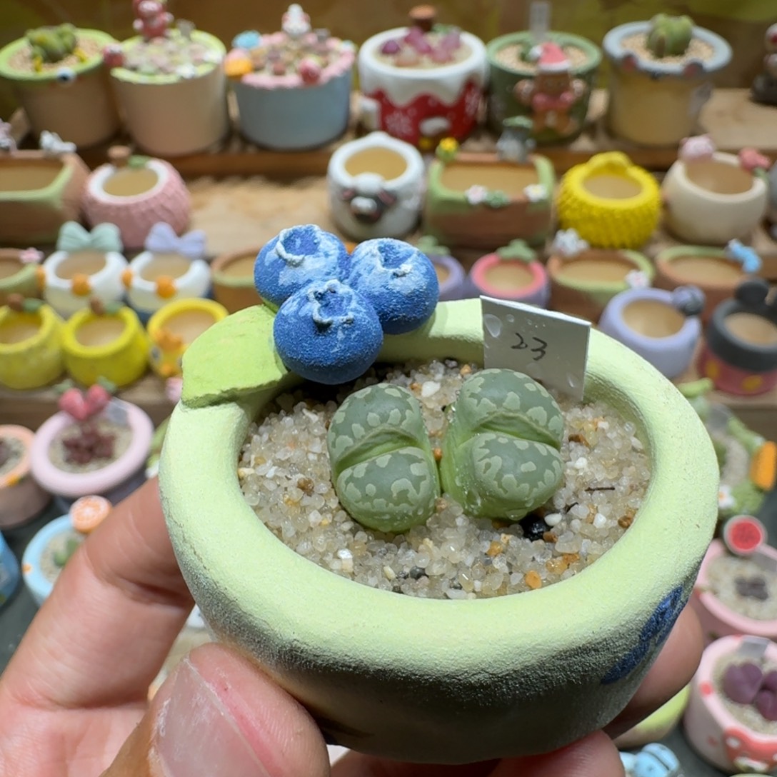 蘑菇1313绿牙多肉植物