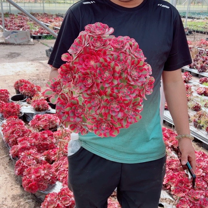 二次掐心女郎多肉法师