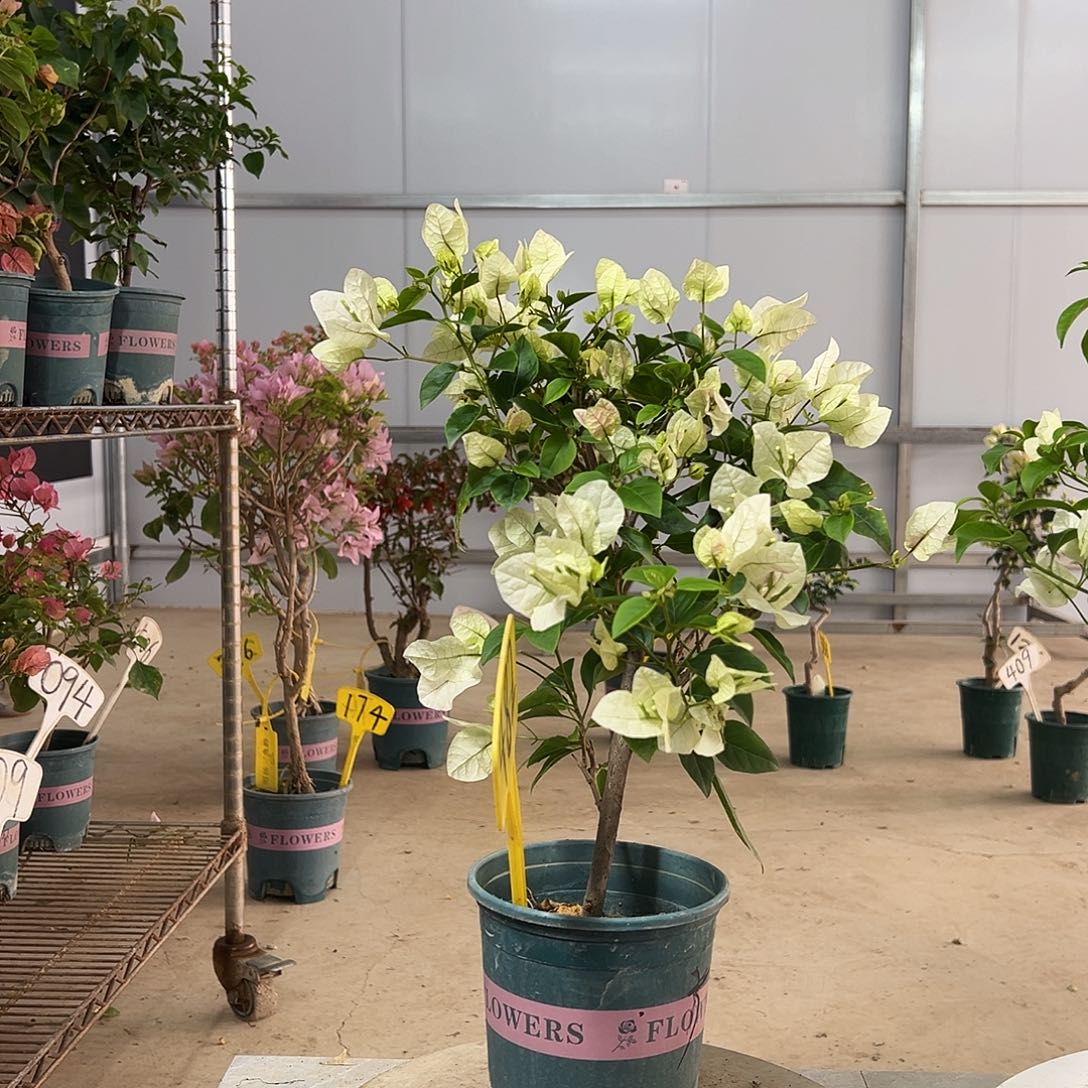 完全开放广红樱 482