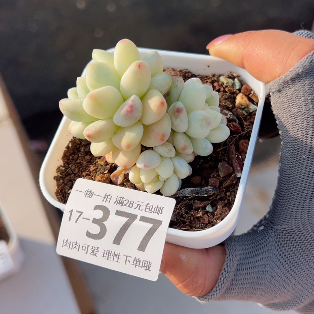 劳尔锦多肉多肉多肉多肉