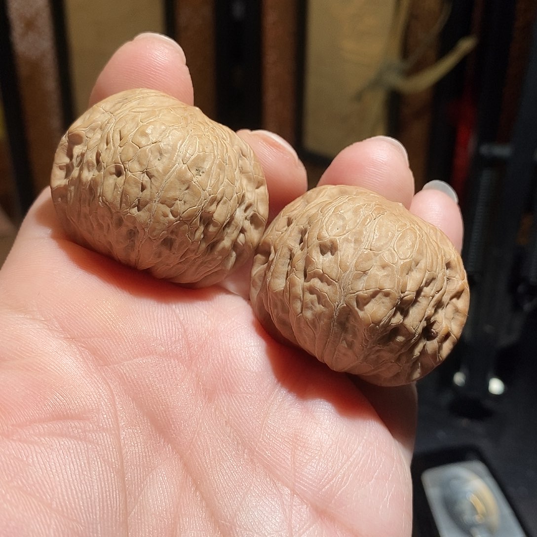 文玩核桃把件40铁锤全品