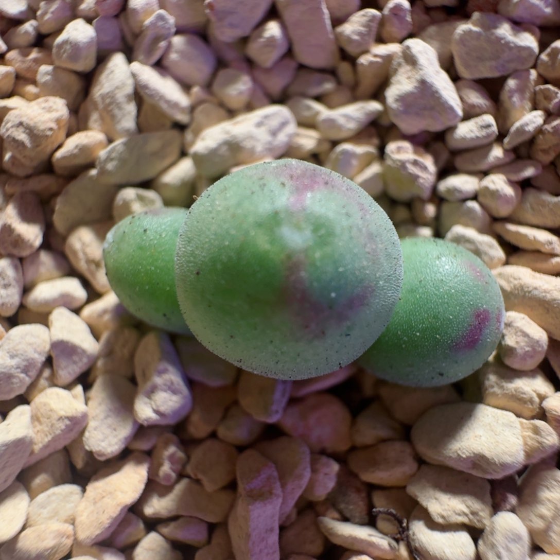 01.......多肉脱土...