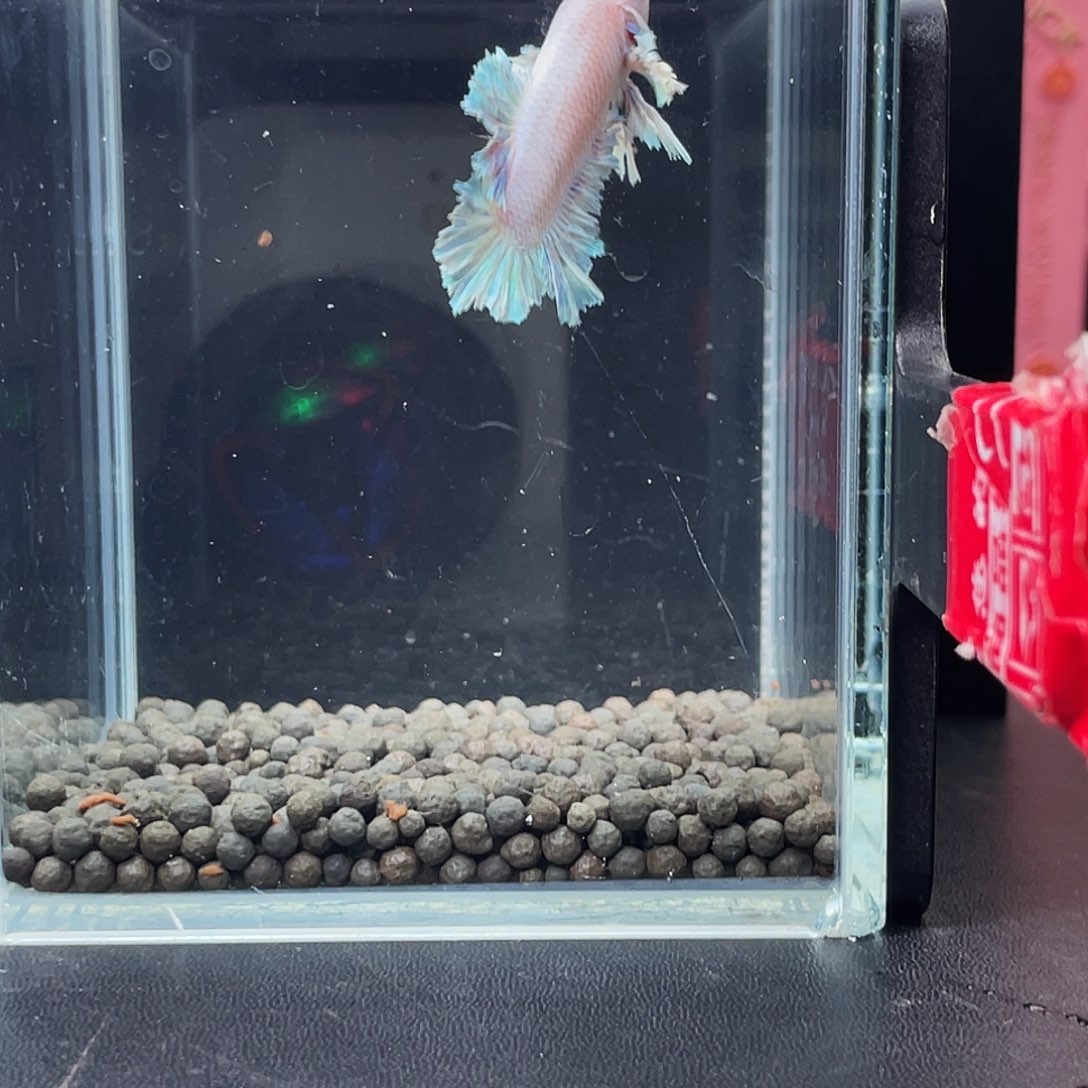 斗鱼21号97早绣球