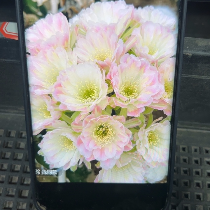 73丽花绿姬歪无根侧芽3公分左右20包邮