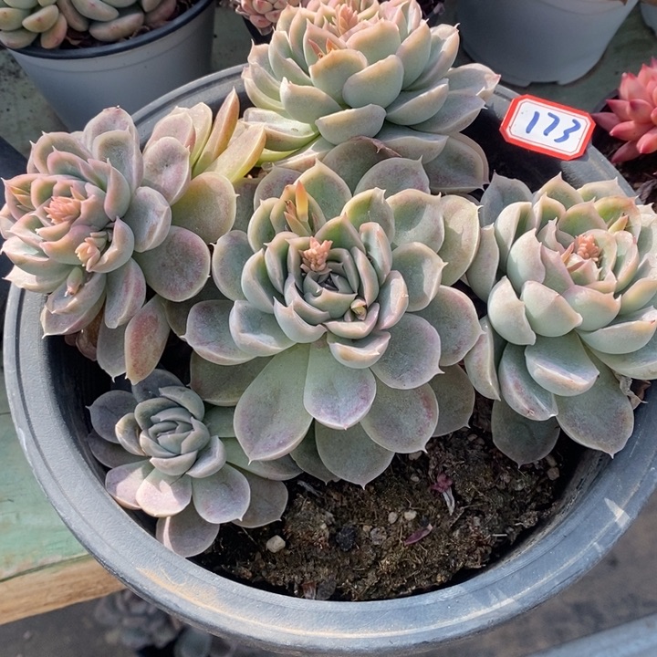 暖*一物一拍织锦多肉173