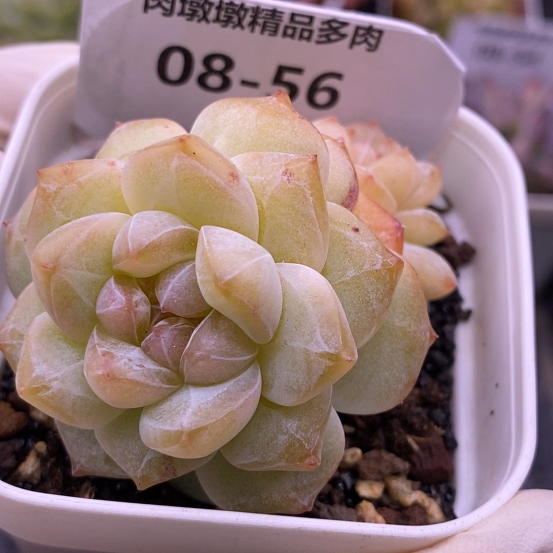 【闪购商品】08-56粉钻