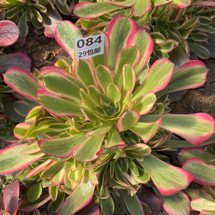 凤冠……多肉植物……