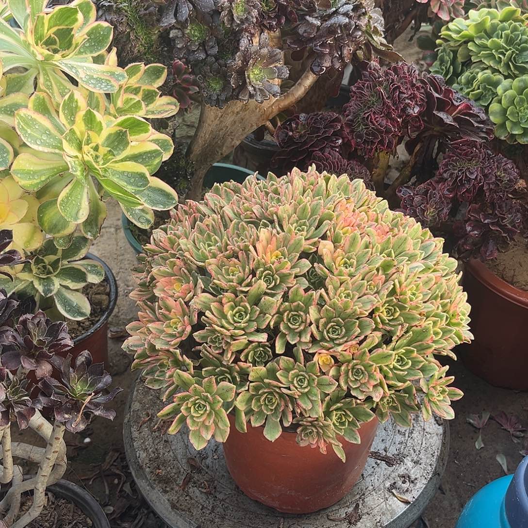 3甜茶法师多肉植物