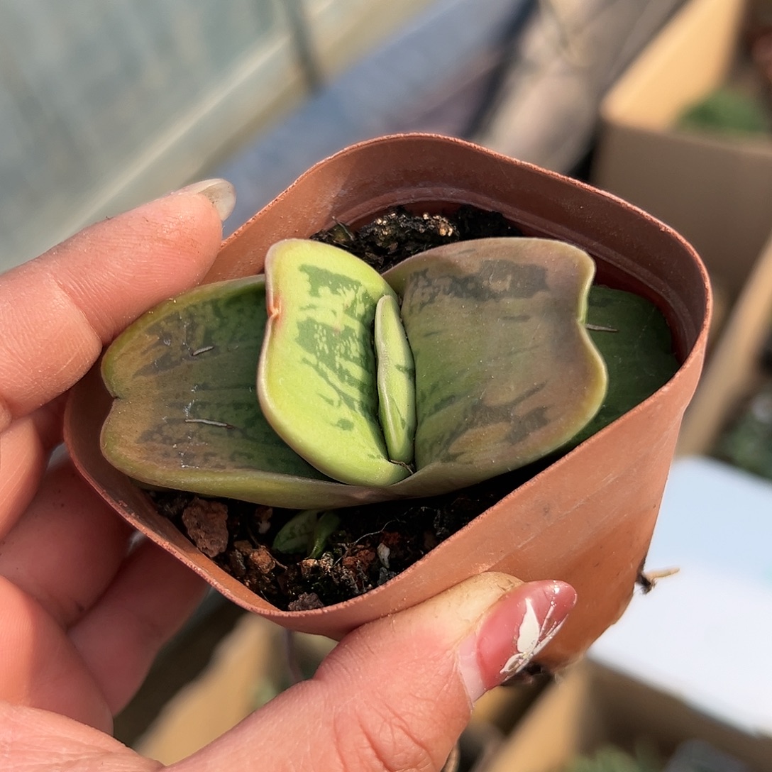 多肉植物蜗牛单头