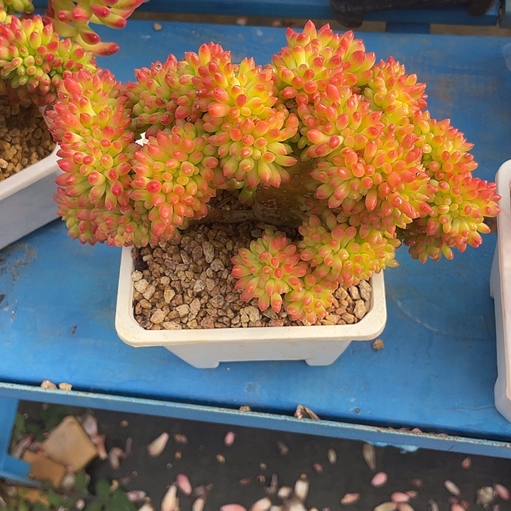 葵***花春萌缀 精品多肉不带盆土满20包邮发货