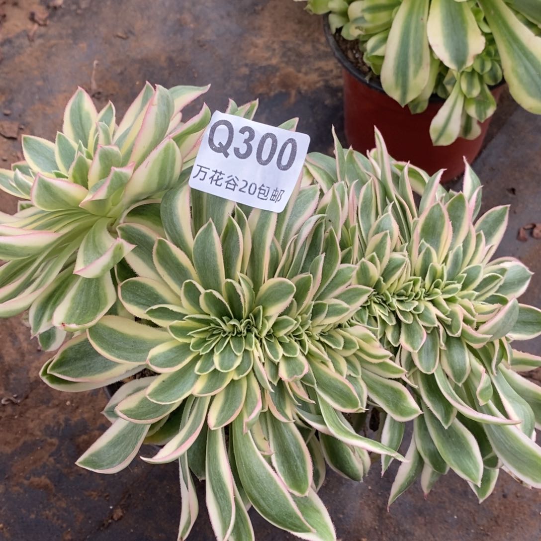 300青莲缀多肉植物