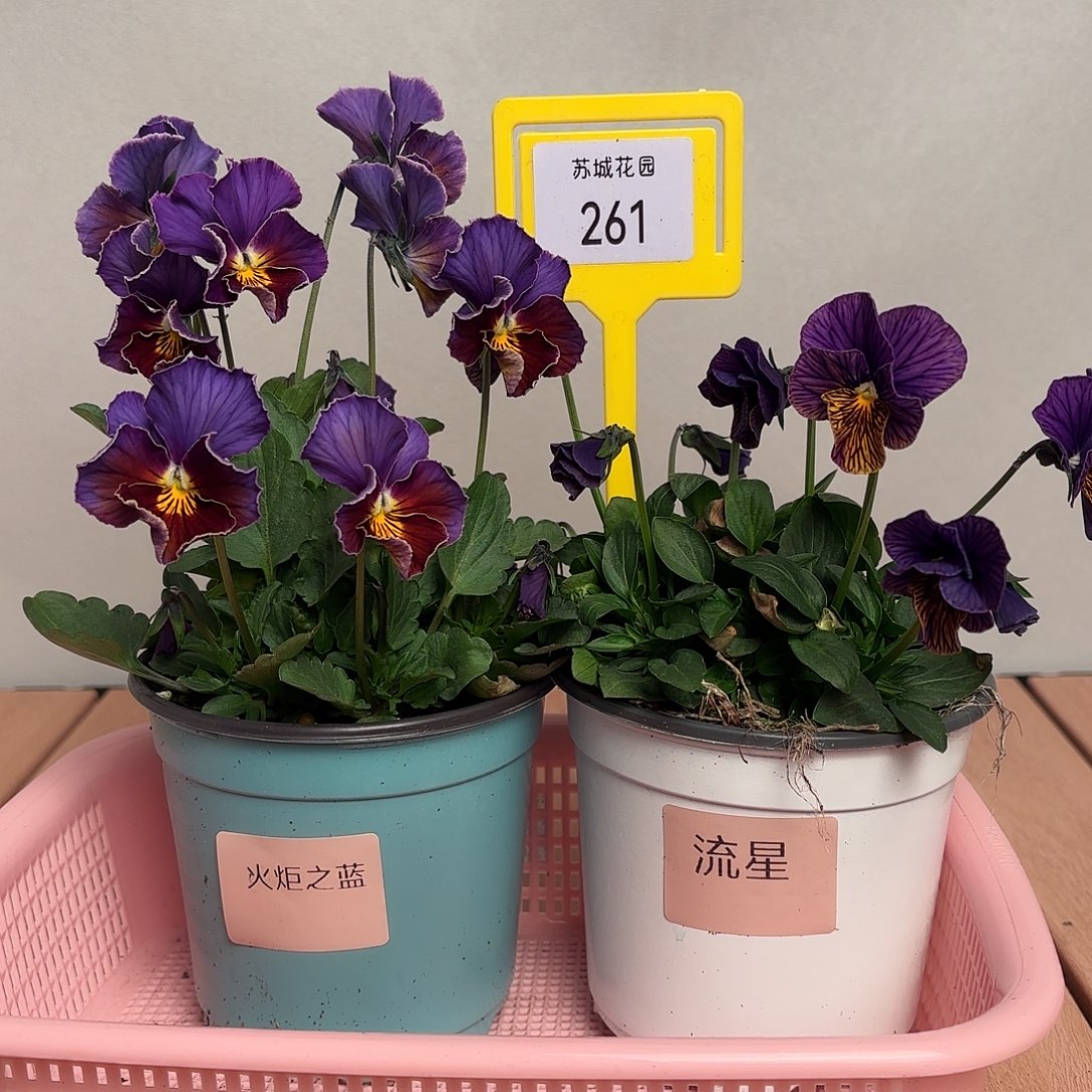 大部分开放少量花苞261