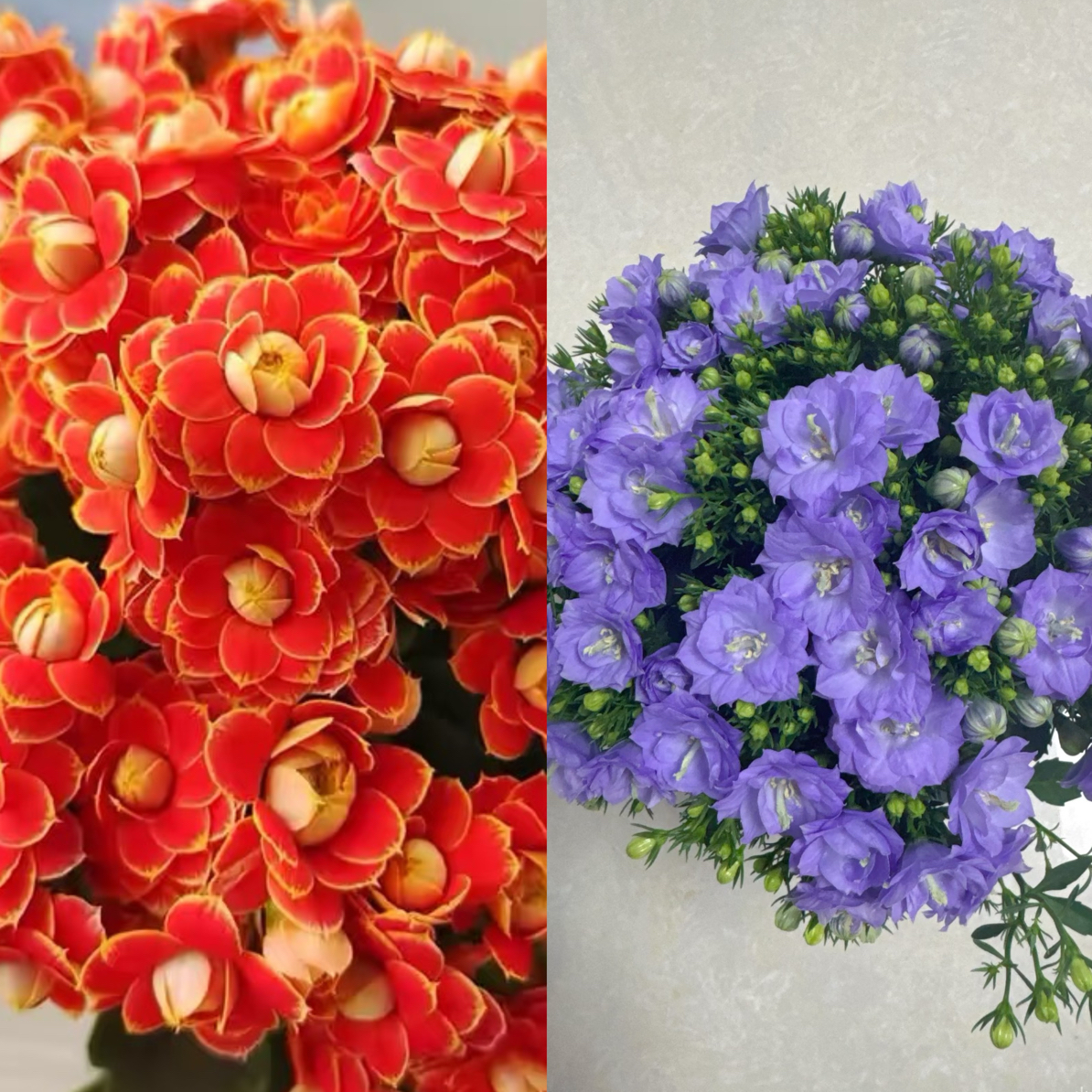 【金狐狸➕梦露】两盆