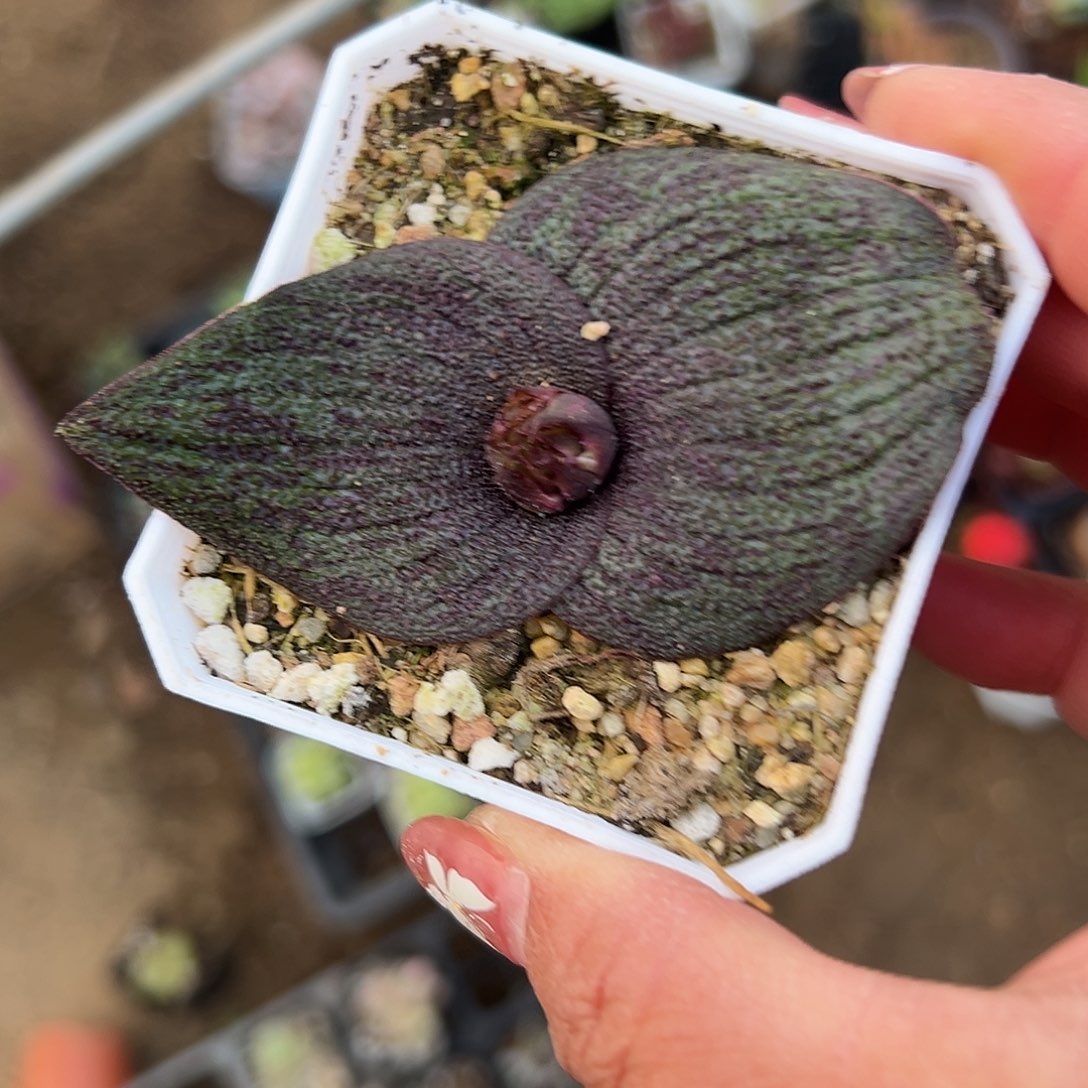 多肉植物紫镜开花