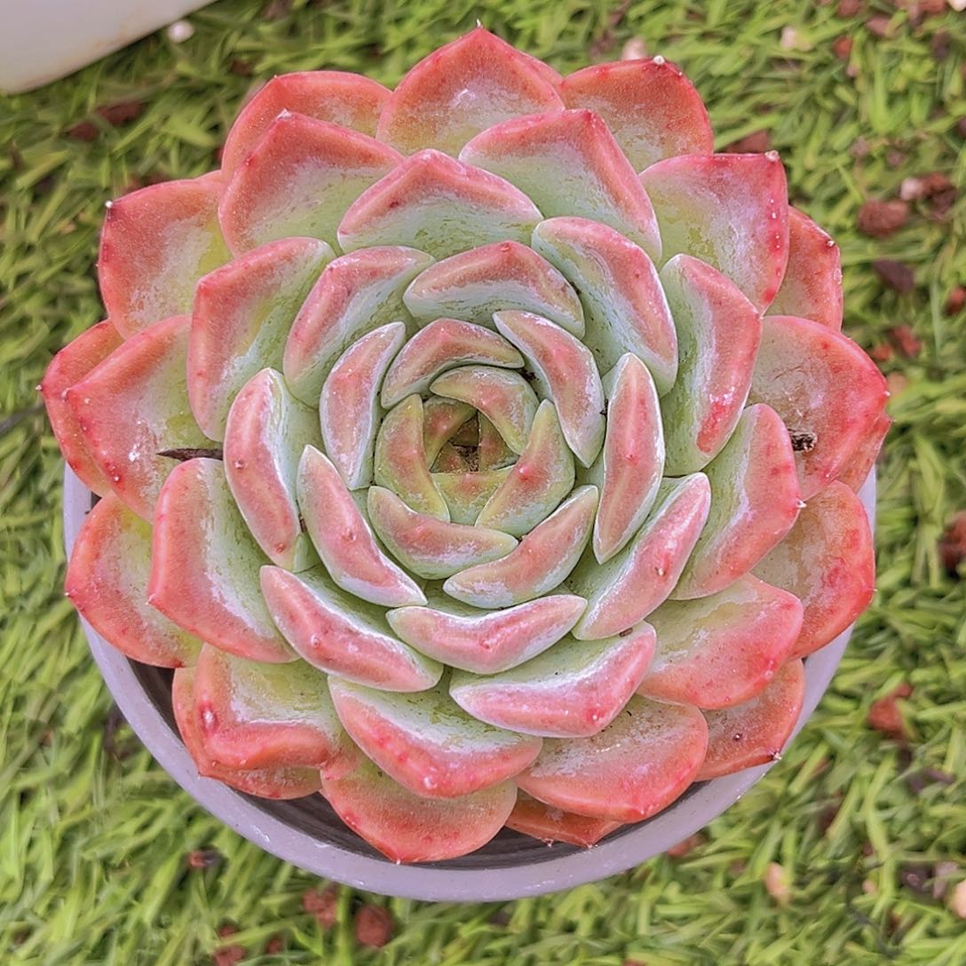 9号9888999999998898