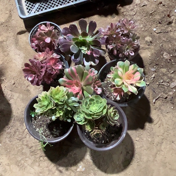 743多肉植物瑕疵特价，