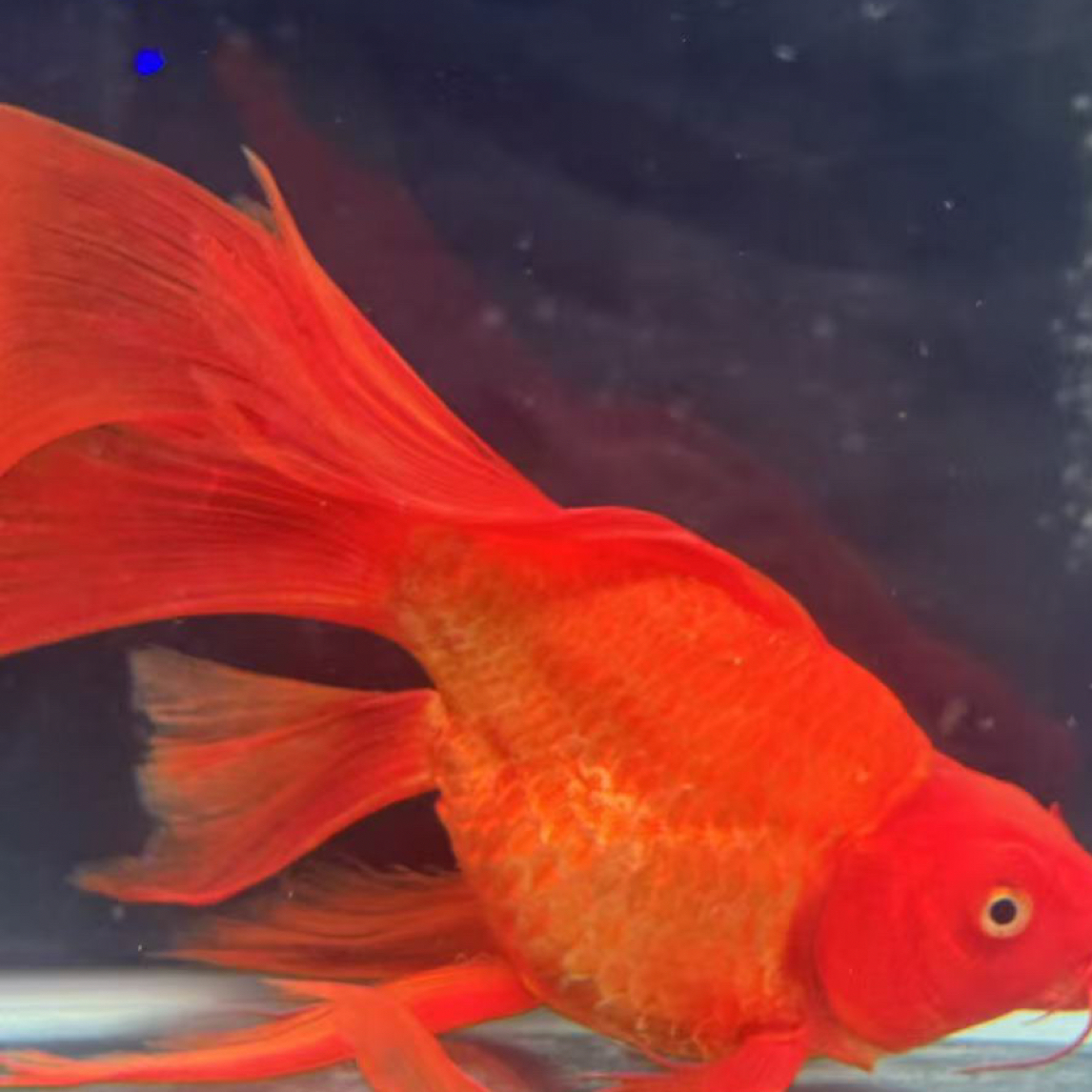 蝴蝶鲤精品黑色蝴蝶鲤冷水观赏鱼大鳍大尾好养耐活活体观赏鱼包邮