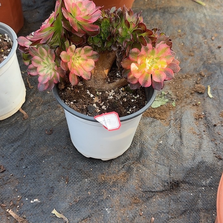 素***0精品多肉植物0027