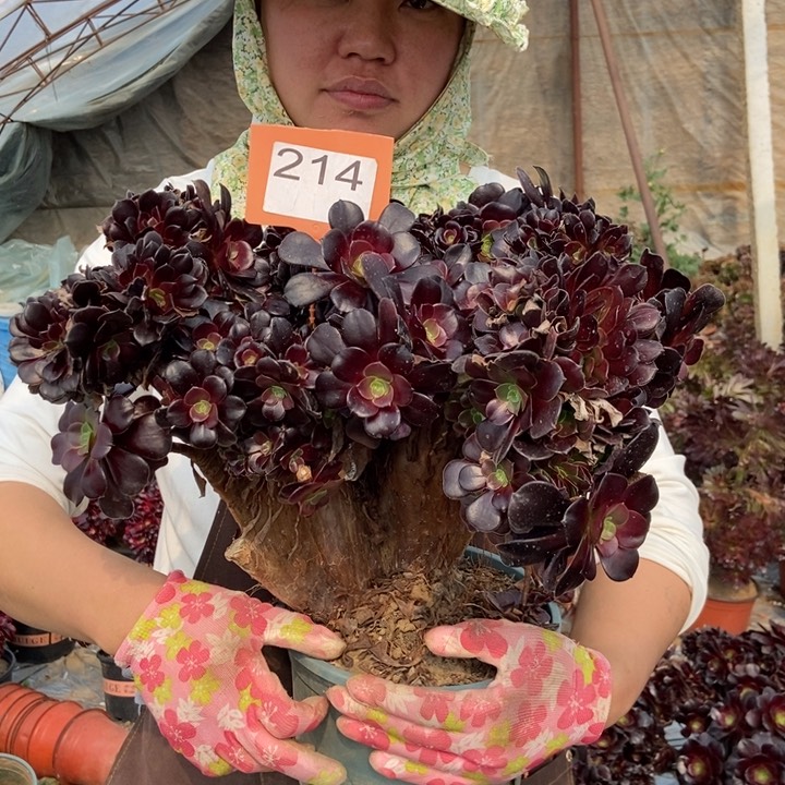 214欧紫缀化朵朵老桩