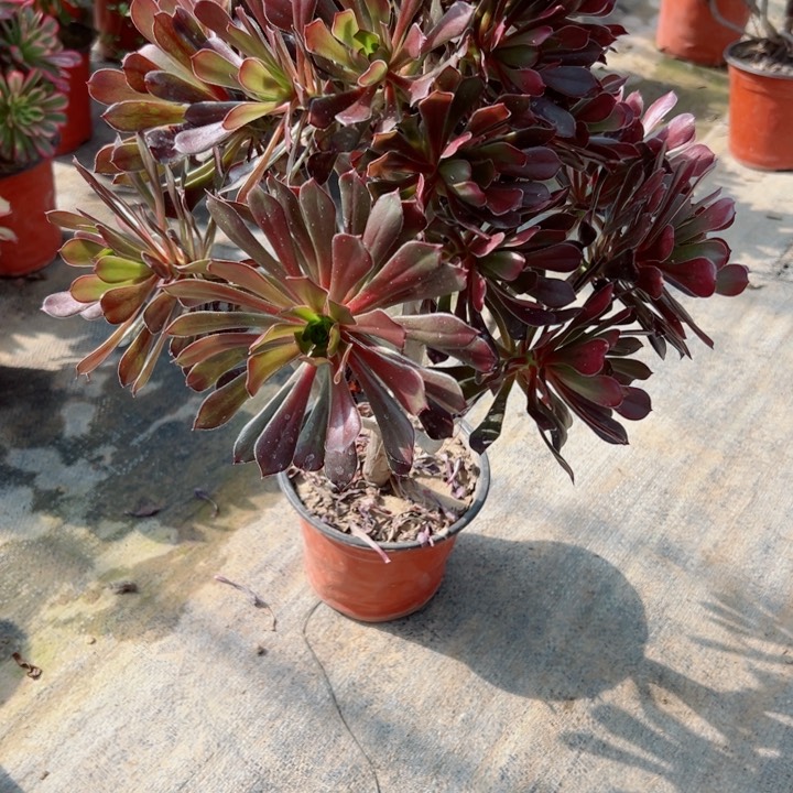 132黑法师多肉植物