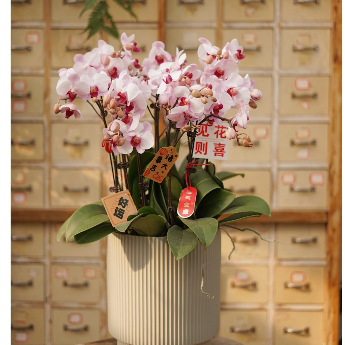 植得【3.0寸粉钻】蝴蝶兰双花箭带花带花苞