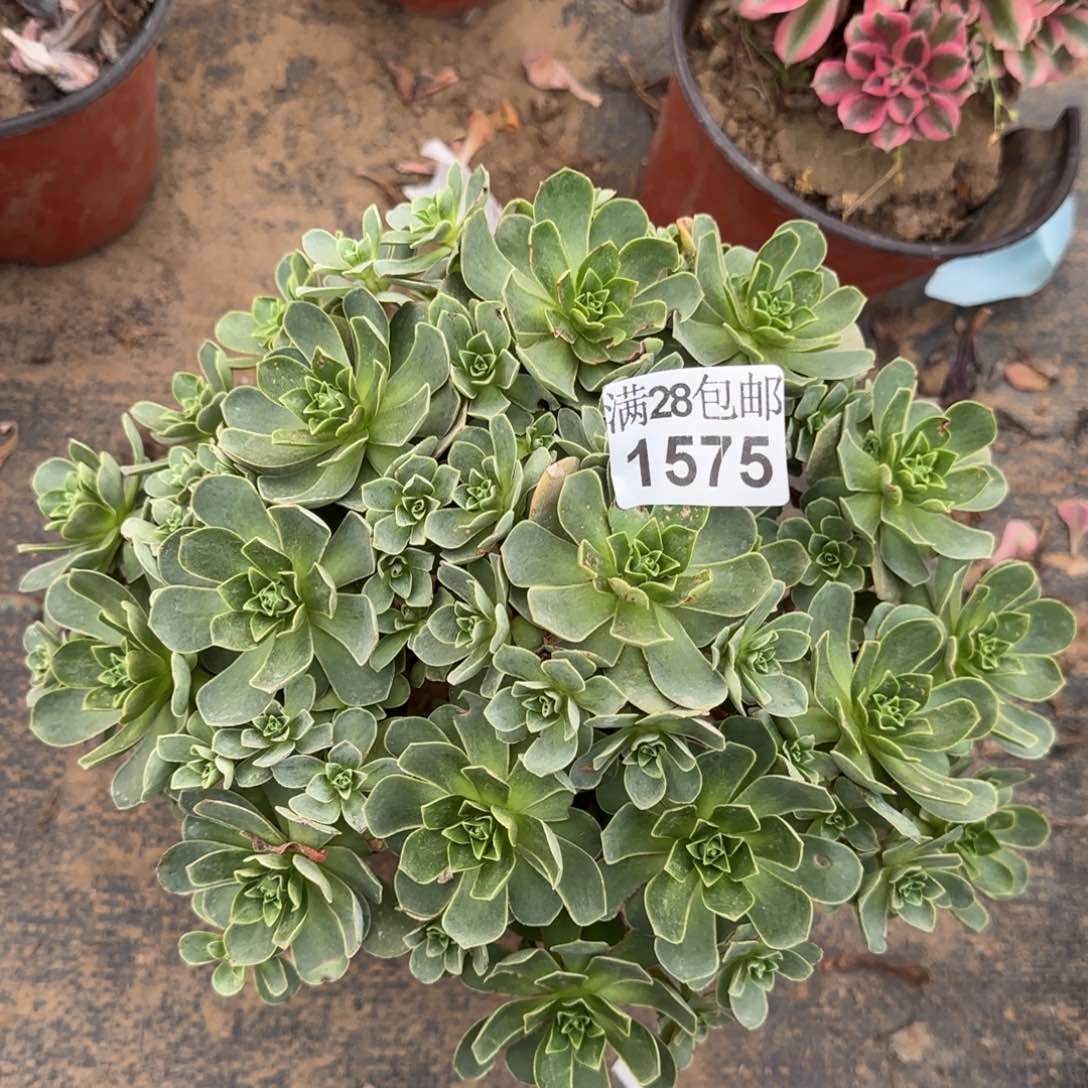 树玫瑰多肉1575满28包邮断枝不包