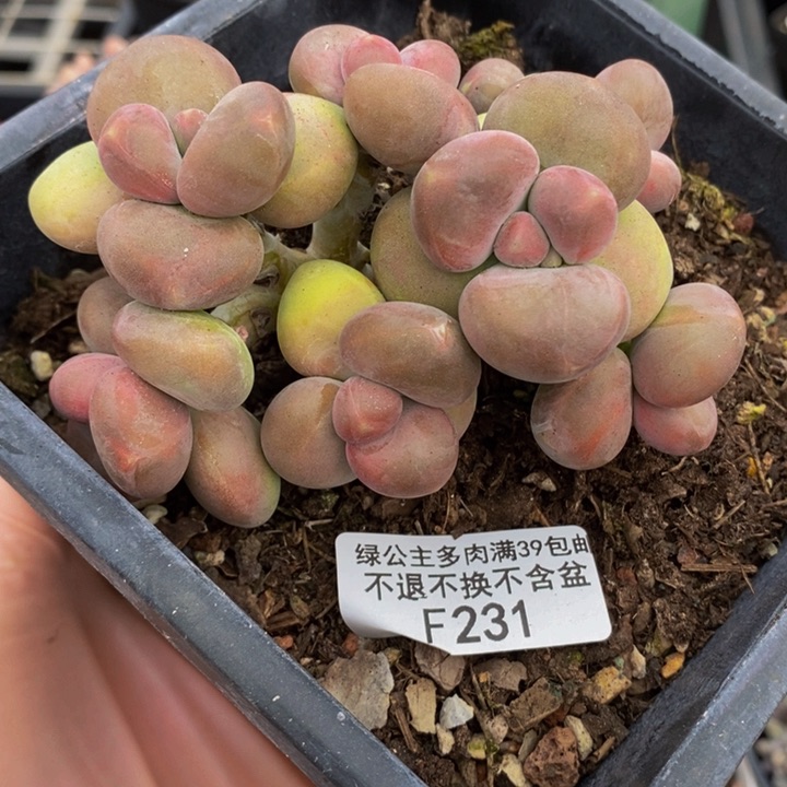 芒果奶9cm231多肉植物