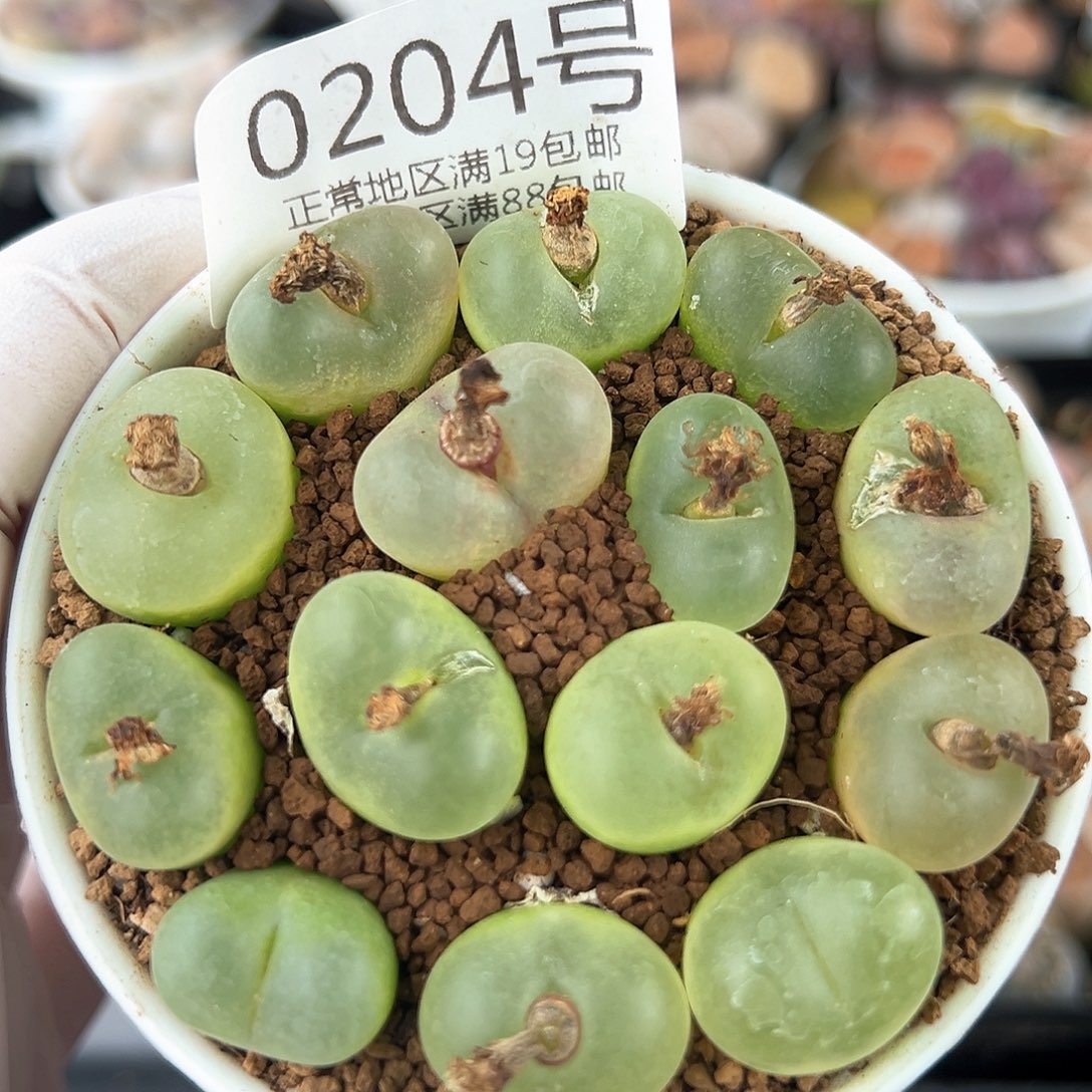 好养易活生石花大母本0204