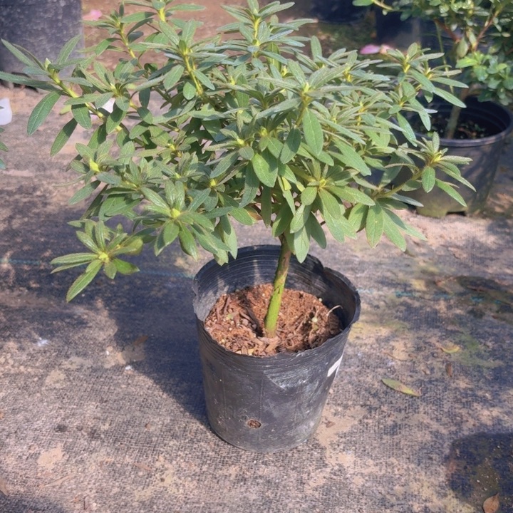 完全开放岸牡丹杜鹃花