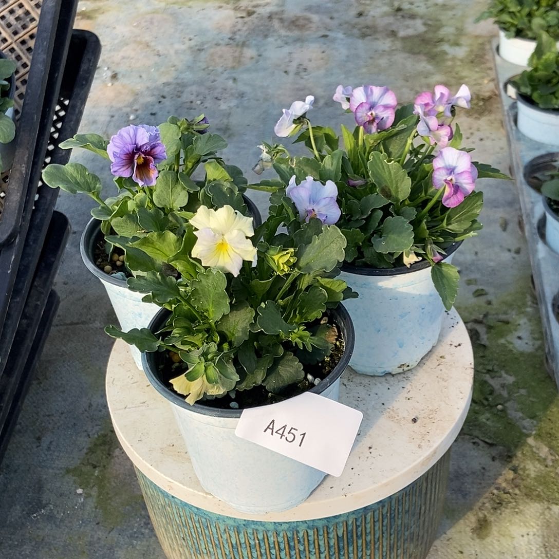 大部分花苞少量开放