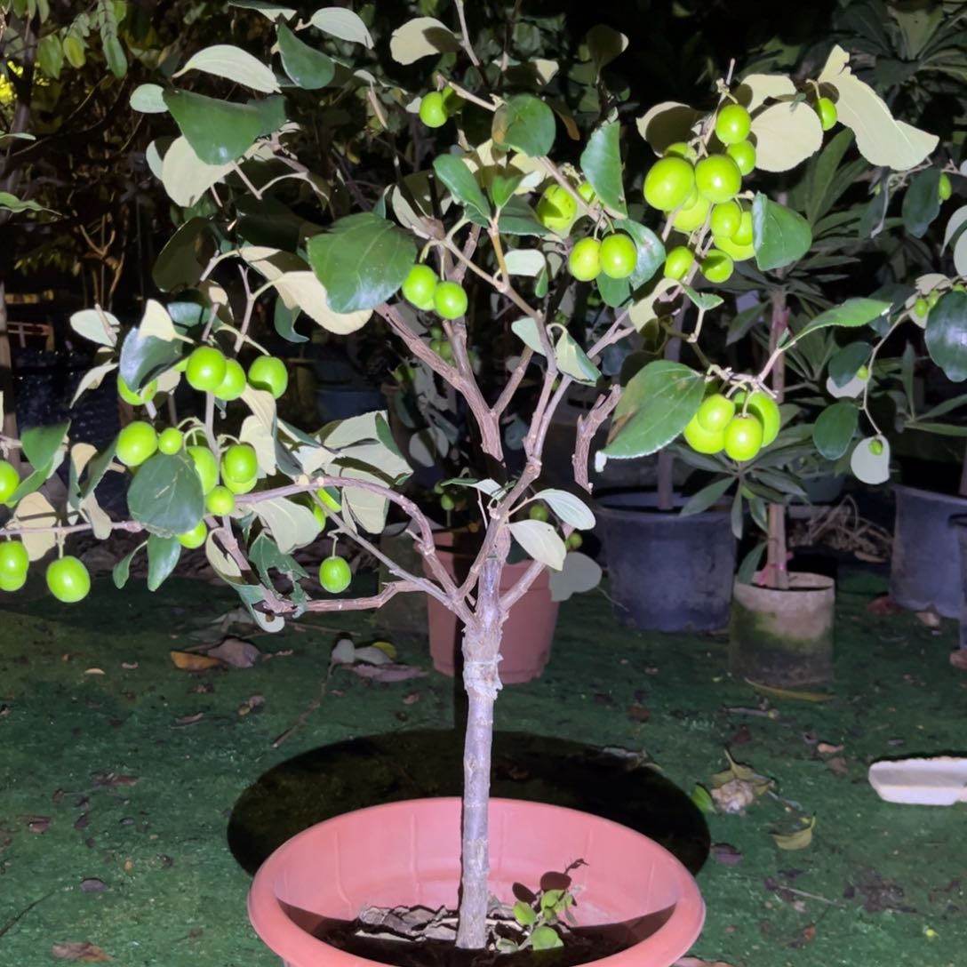 无花朵果苗378656