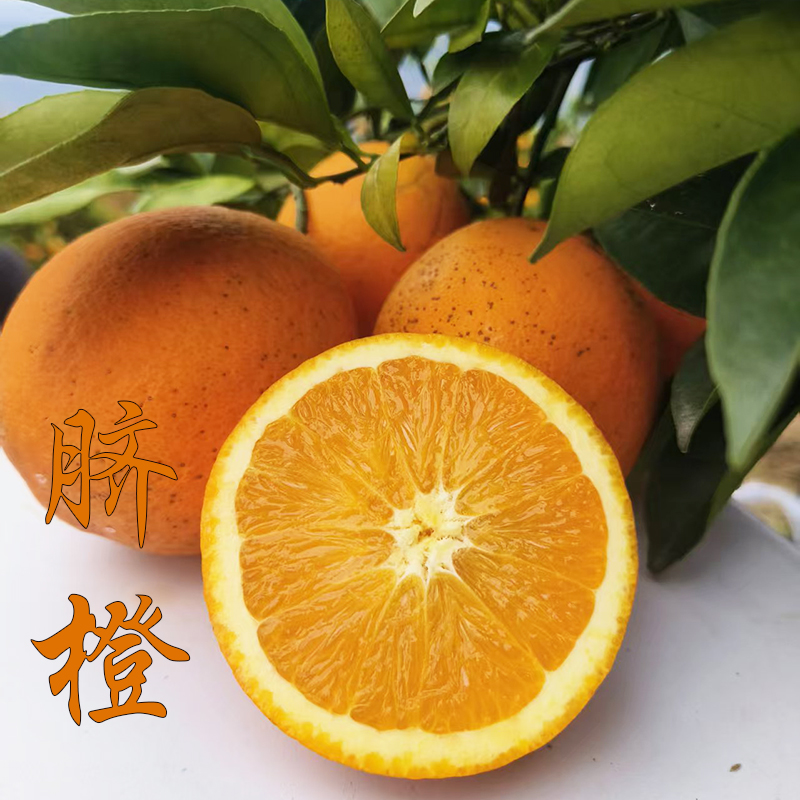 贵州特产榕江脐橙新鲜现摘现发应季水果
