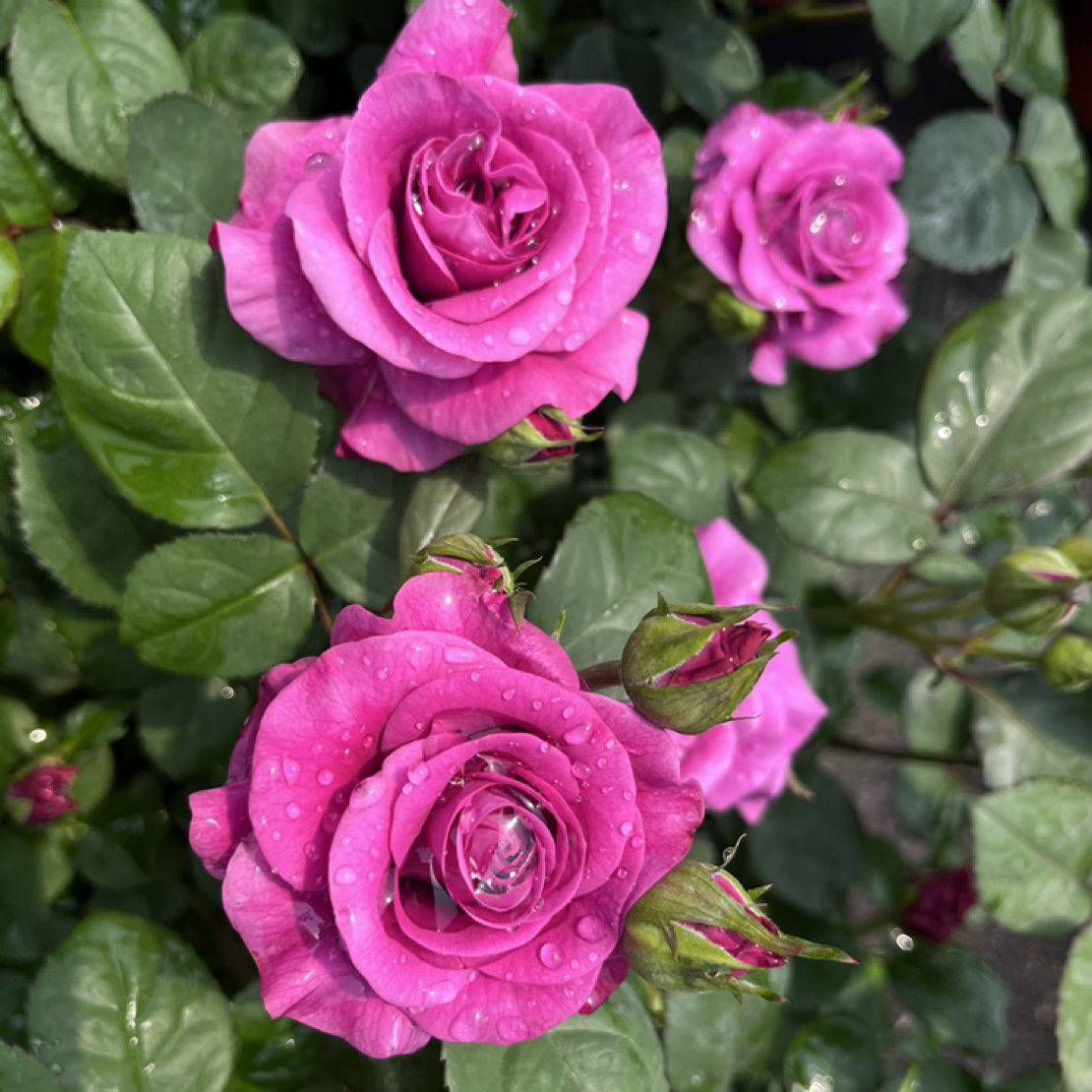 【冥王星】紫美人杯状丰花月季多季节开花阳台庭院盆栽