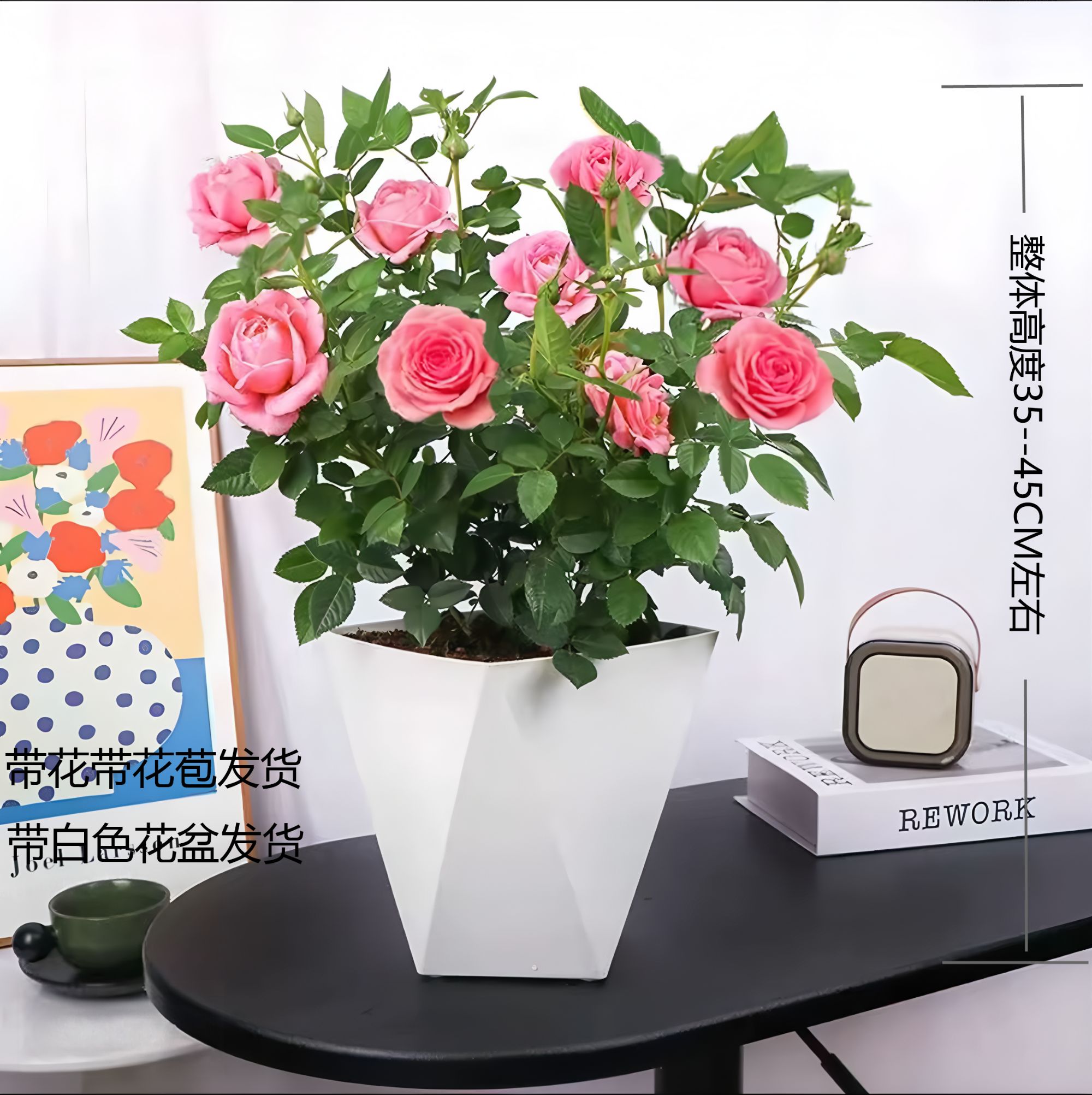 【仙度瑞拉】粉月季盆栽花卉绿植耐寒老根适合庭院阳台种植