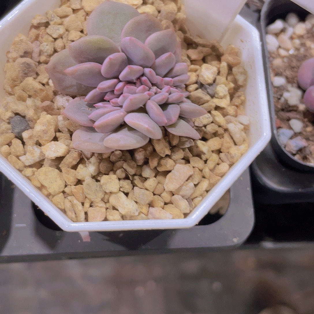 槿华丽风车e071一物一拍