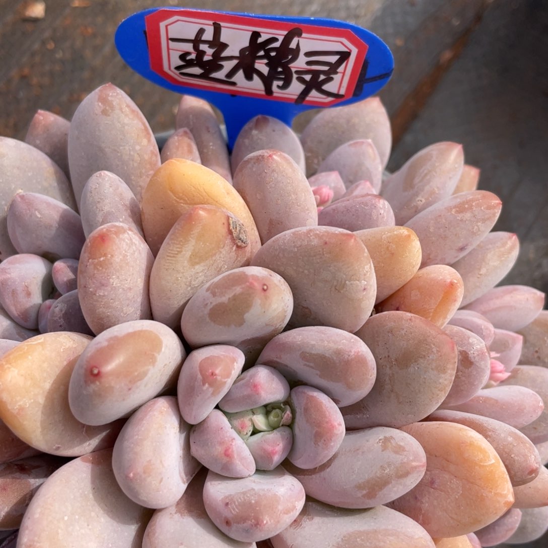 蓝*灵姐姐说她真的有男朋友没