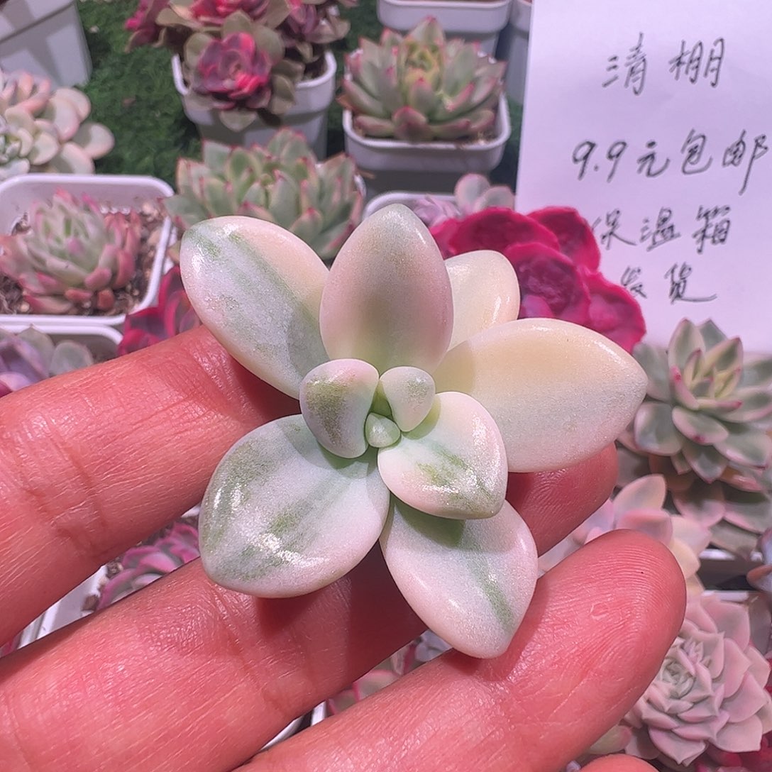 s***w多肉植物多肉植物