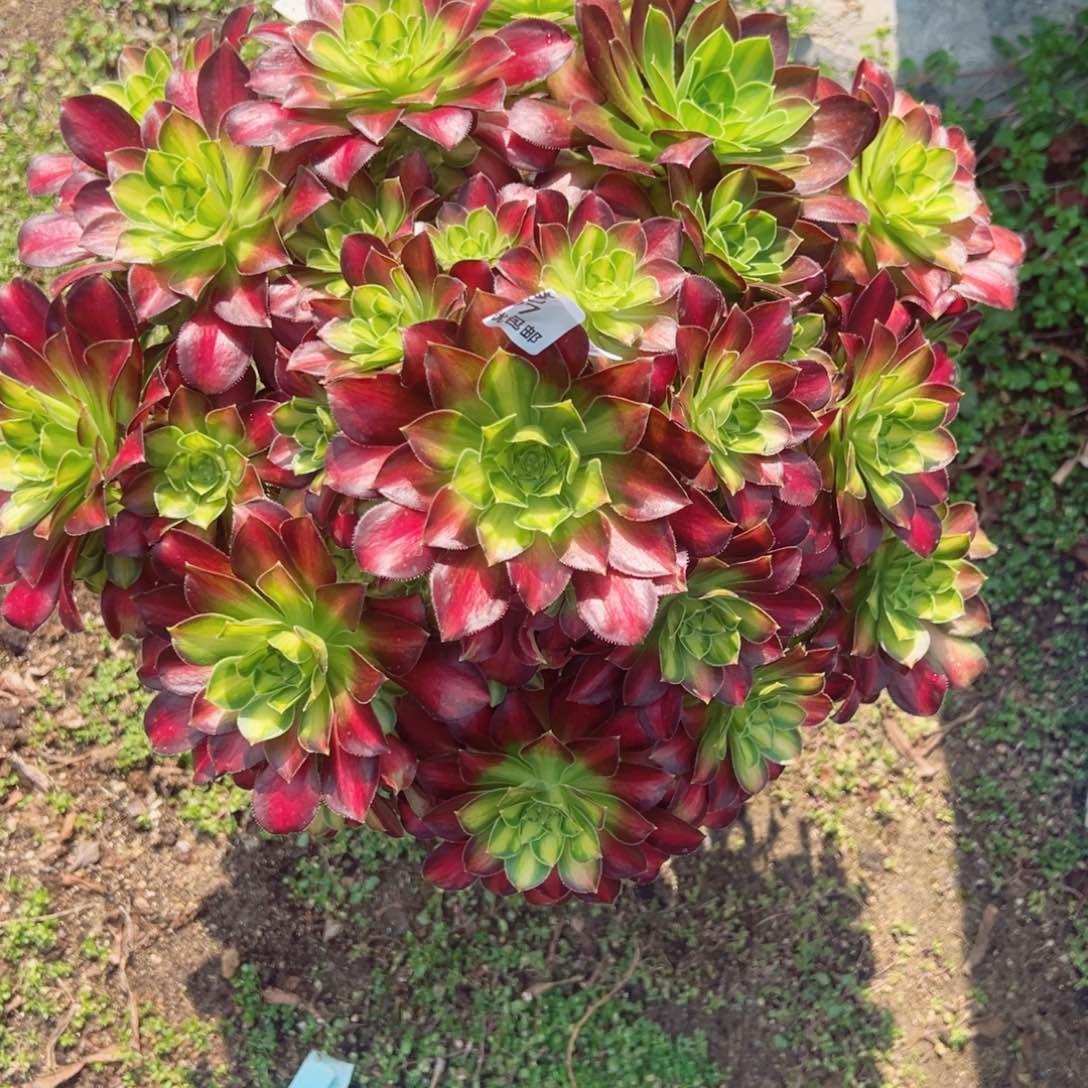 韶华多肉植物277