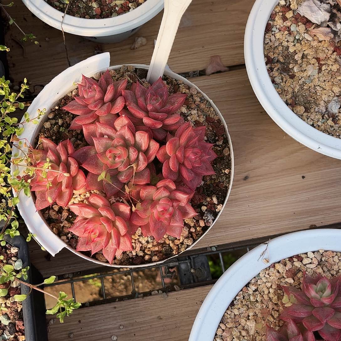 柏***媛78多肉植物提取萃取成分