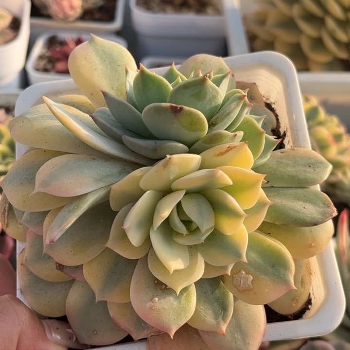 雪域蓝巴黎锦一颗