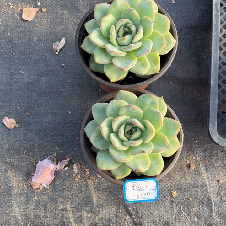 无***氏泡芙多肉植物冠幅10厘米