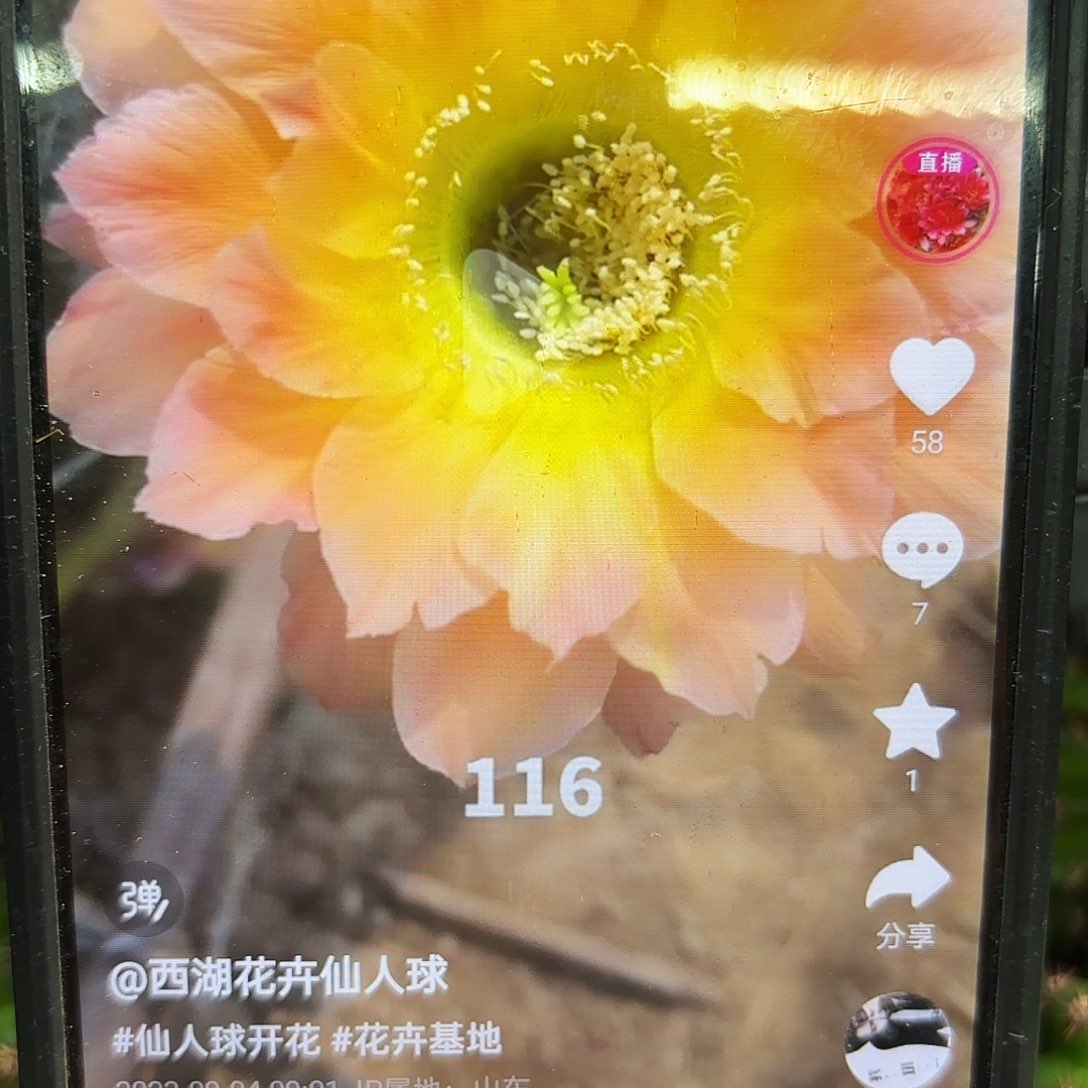 116彩侧牙20包邮仙人球39