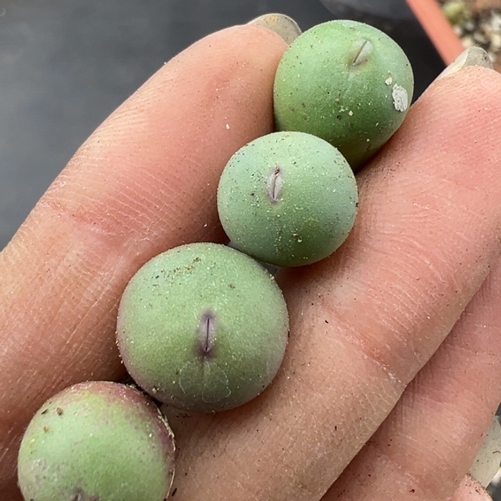 566好满30包邮111111111